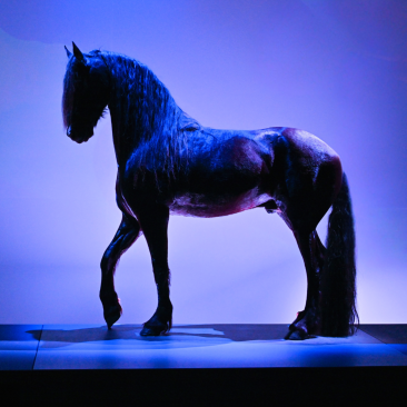 Fragment wereld Friese paard met geprepareerd paard Keje