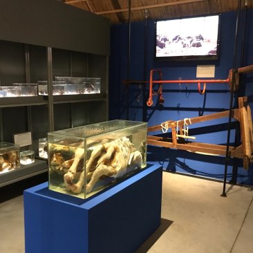 Deel van de expositie met stukken van het Nationaal Veeteeltmuseum, waaronder een ongeboren kalf op sterk water