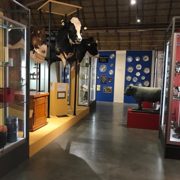Deel van de expositie met stukken van het Nationaal Veeteeltmuseum, waaronder preparaten van stierenkoppen