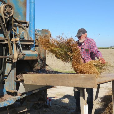 Foto van machinaal vlas repelen en knopbreken
