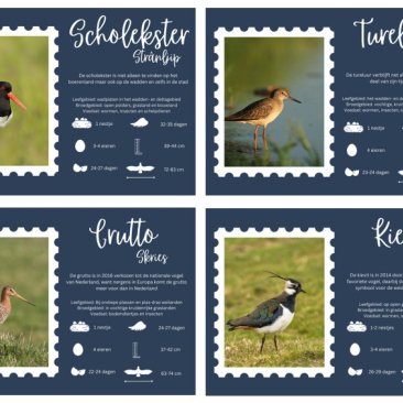 Afbeelding met informatie van vier weidevogels; scholekster, tureluur, grutto en kievit