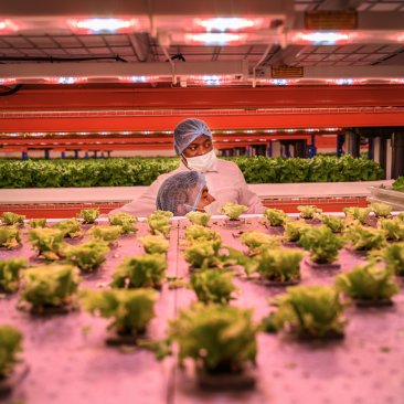 Vertical farm van Bustanica te Dubai, foto door Kadir van Lohuizen