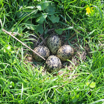 Nest met vier kievietseieren