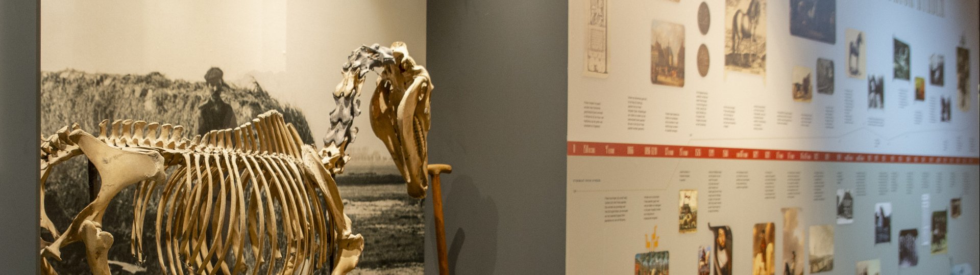Expositie Frysk hynder met oud skelet paard