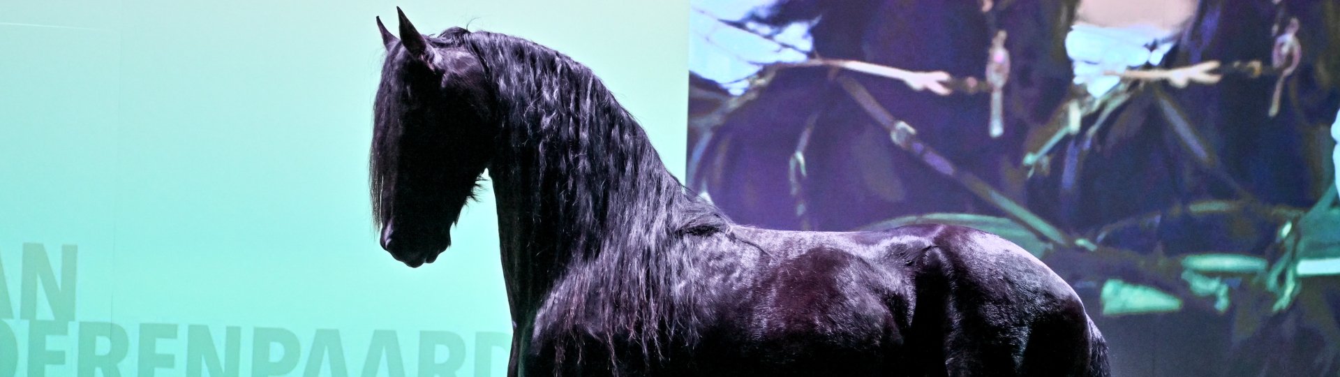 Geprepareerd Fries paard Keje uit Kilewier