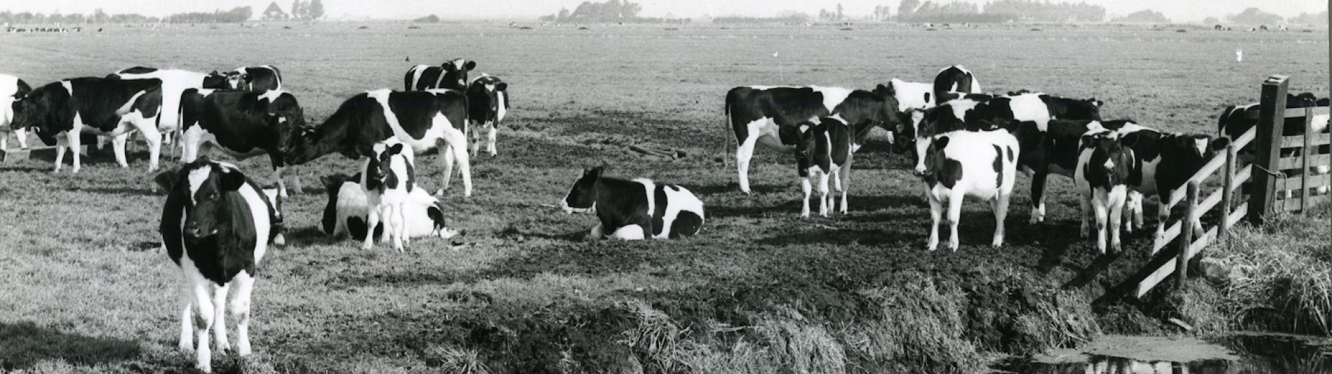 Foto in zwart-wit van koeien bij een houten hek door J.D. de Jong, 1973