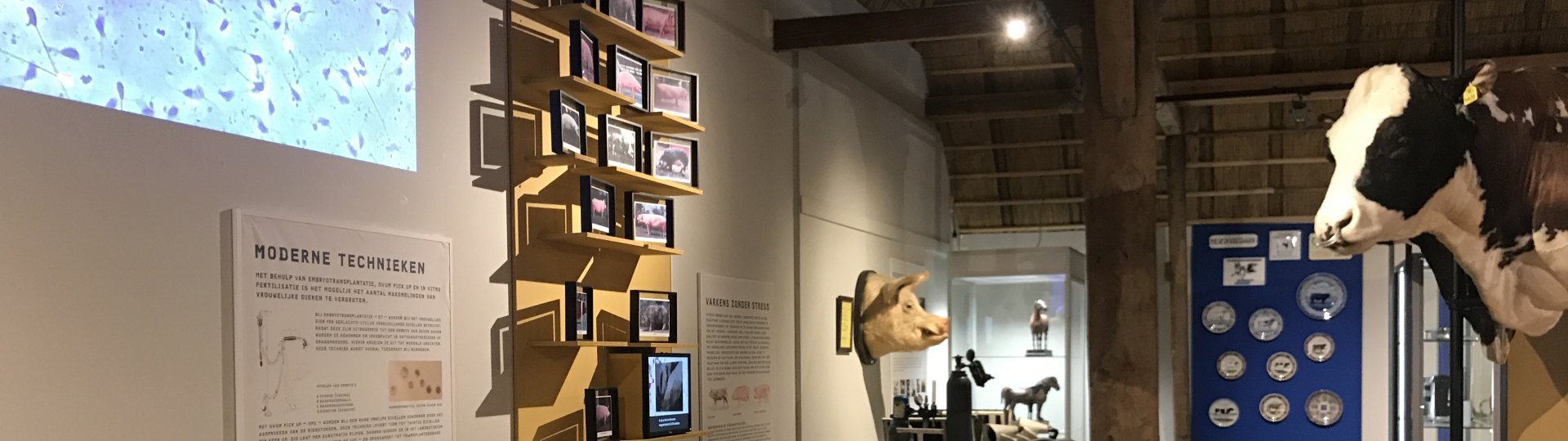 Deel van de expositie met stukken van het Nationaal Veeteeltmuseum