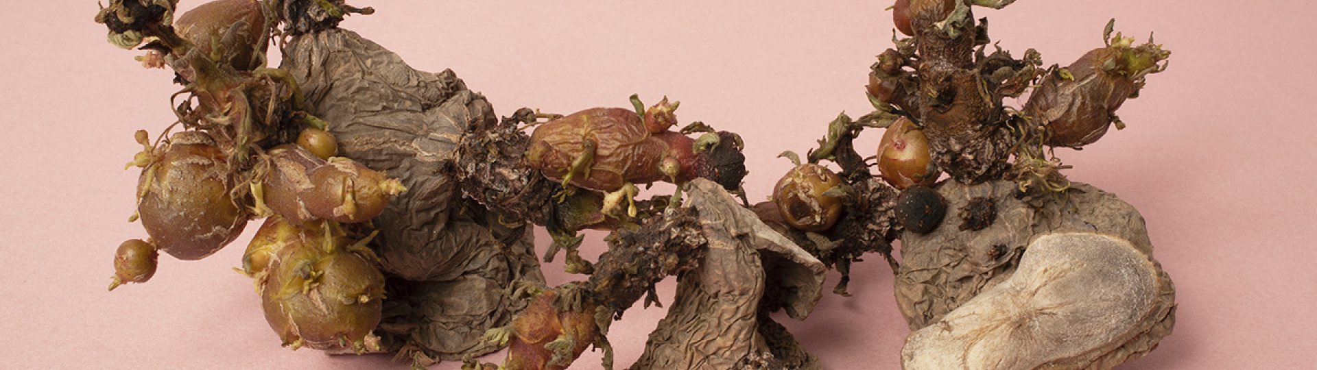 Foto door Ellen Mandemaker van aardappels 'Groepsportret Picasso'