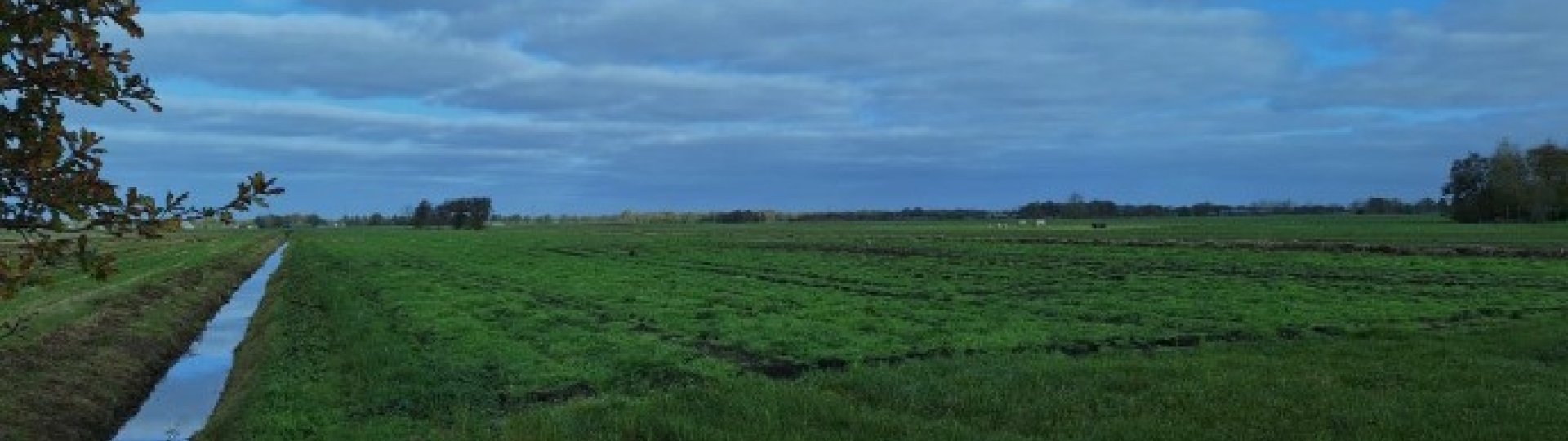Weidelandschap