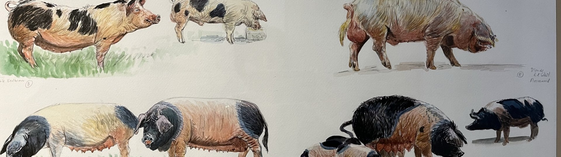 Tekening met diverse soorten varkens, door Marleen Felius