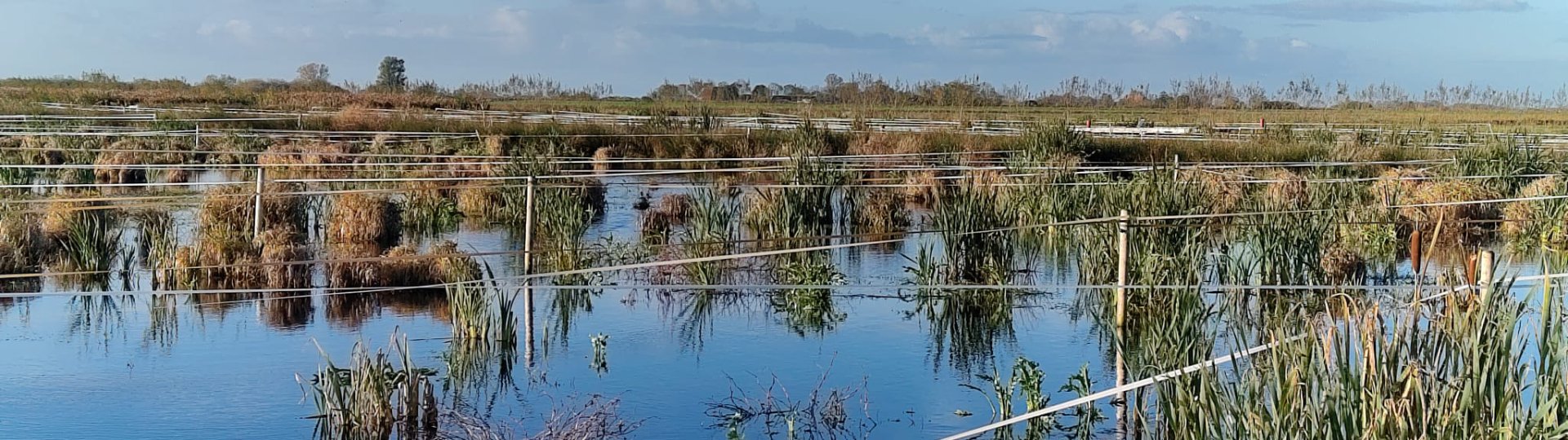 Foto veengebied van de Friese Milieu Federatie