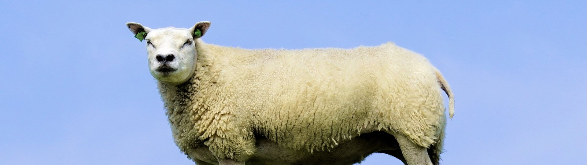 Schaap in een weiland
