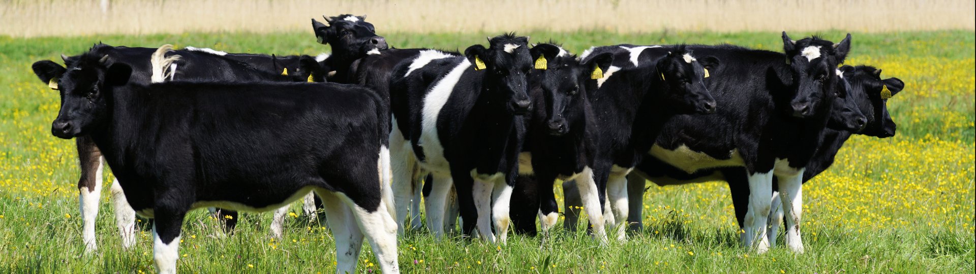 Foto van koeien in een weiland, gemaakt door Sytze Herder