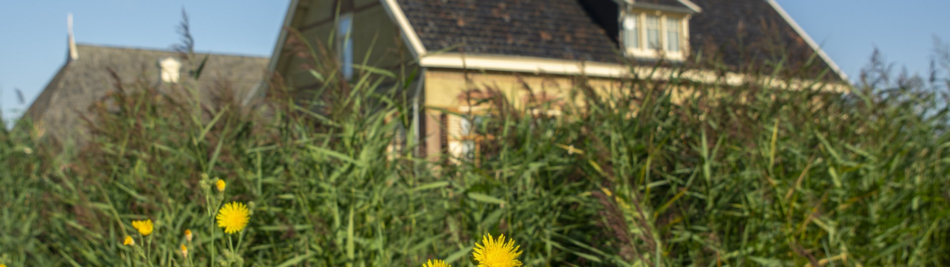 Paardenbloemen voor de museumboerderij