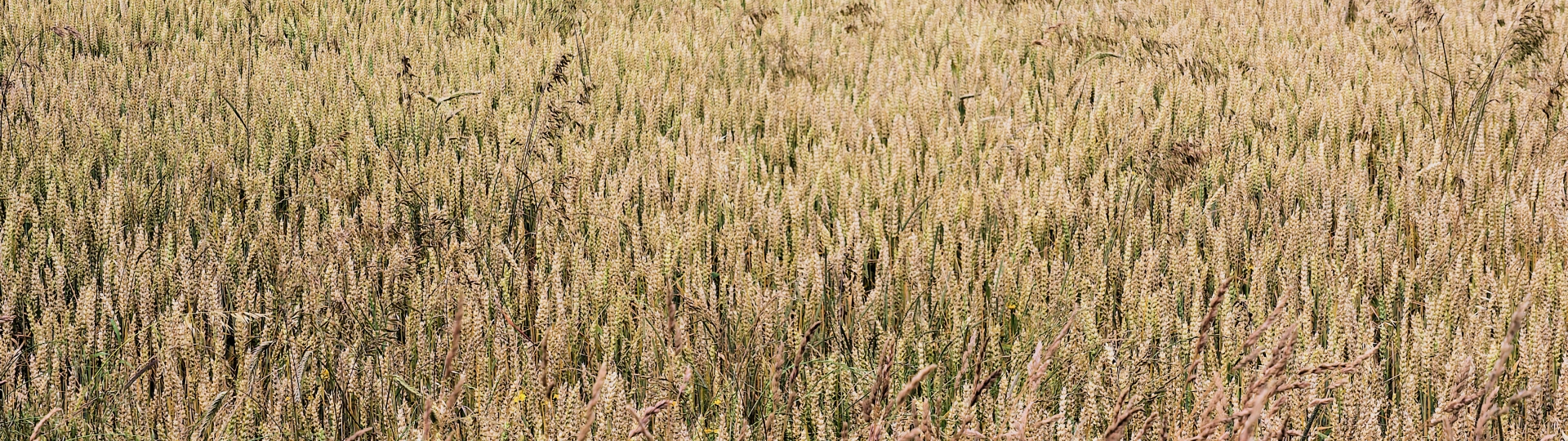 Foto van een graanveld