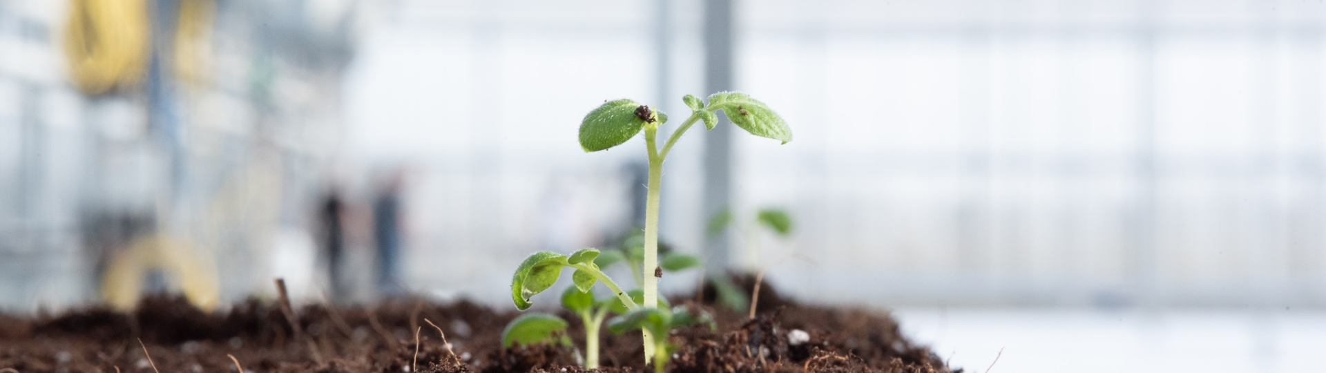 Aardappelplantje in de aarde in een kas