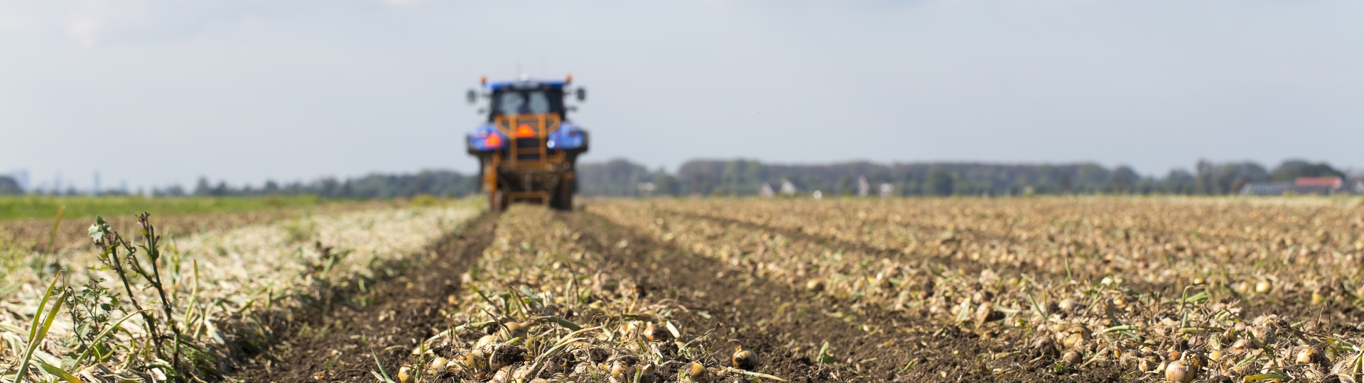 Landbouwwerktuig bewerkt grond met uien
