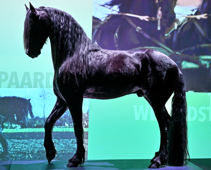 Geprepareerd Fries paard Keje uit Kilewier