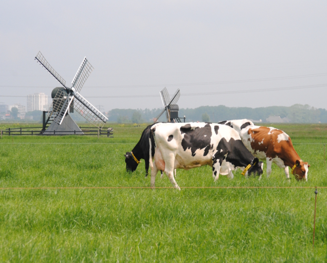 Koeien in een weiland bij Leeuwarden