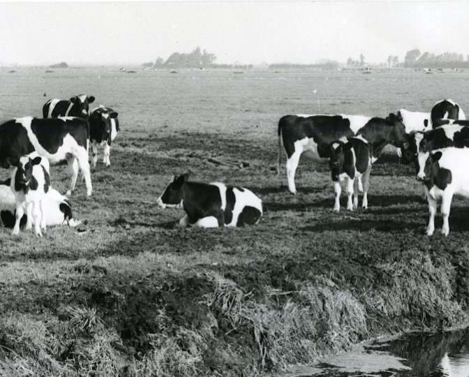 Foto in zwart-wit van koeien bij een houten hek door J.D. de Jong, 1973