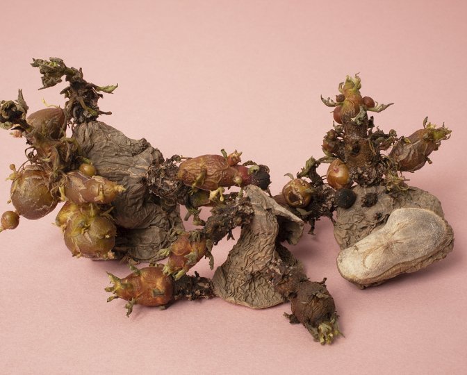 Foto door Ellen Mandemaker van aardappels 'Groepsportret Picasso'