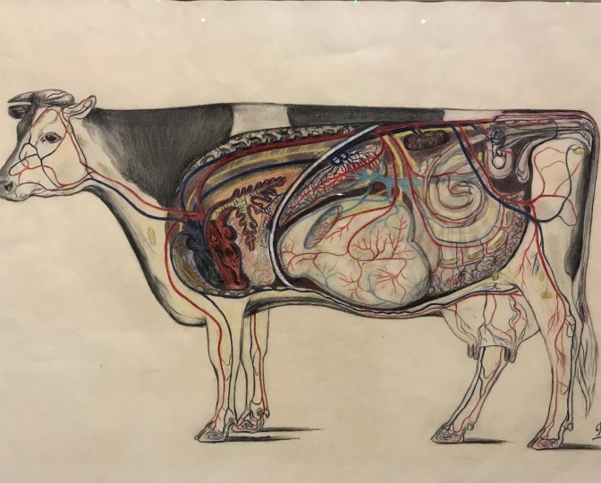 Tekening doorsnede koe van Rigtje Wassenaar-Boelstra