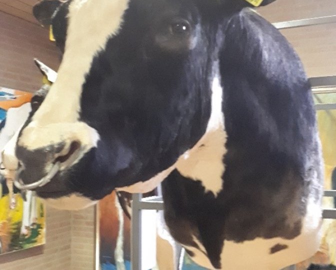 Kop stier Sunny Boy