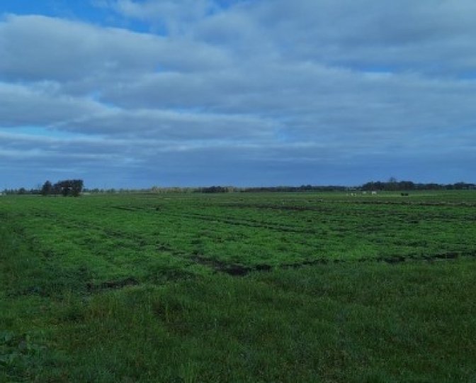 Weidelandschap