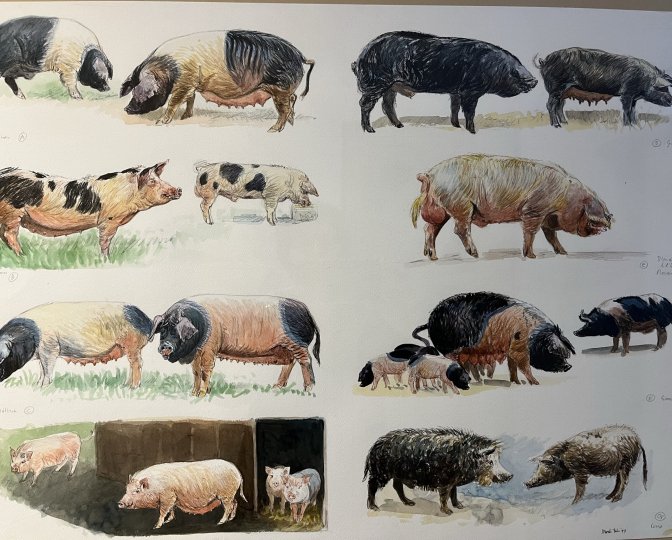 Tekening met diverse soorten varkens, door Marleen Felius