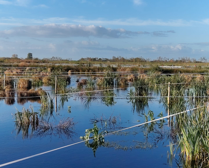 Foto veengebied van de Friese Milieu Federatie