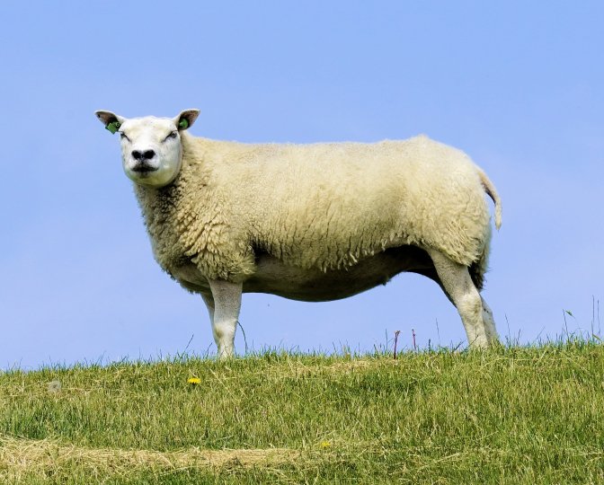 Schaap in een weiland