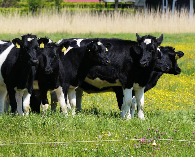 Foto van koeien in een weiland, gemaakt door Sytze Herder