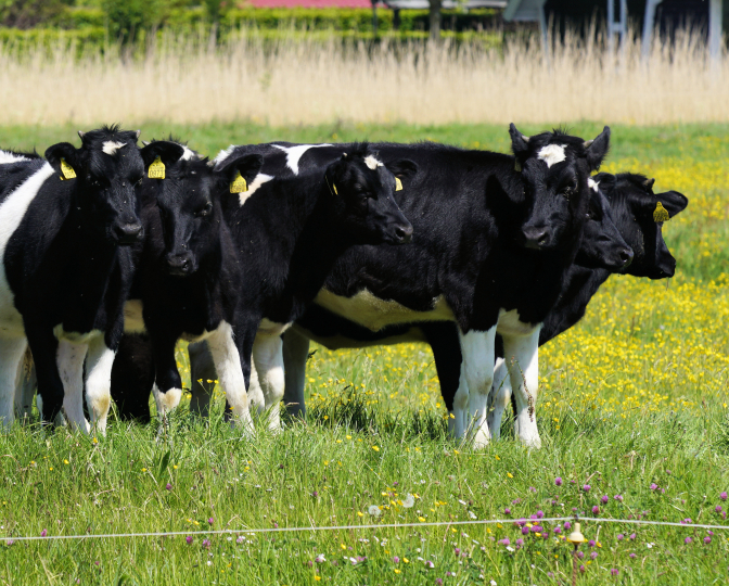 Foto van koeien in een weiland, gemaakt door Sytze Herder