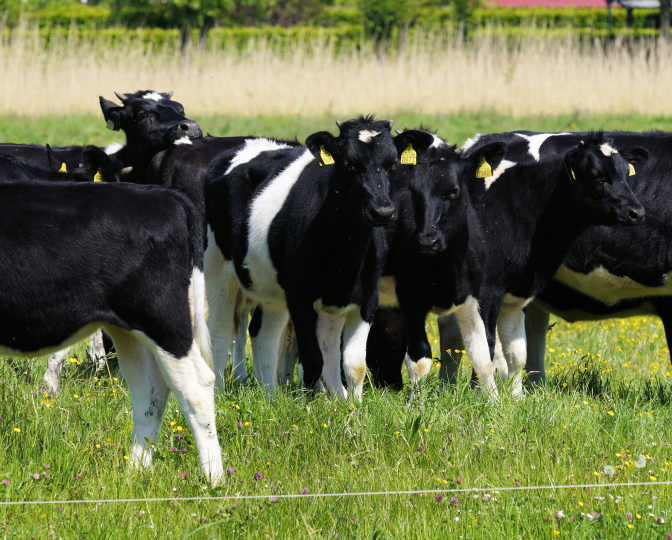 Foto van koeien in een weiland, gemaakt door Sytze Herder