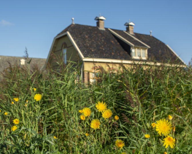 Paardenbloemen voor de museumboerderij