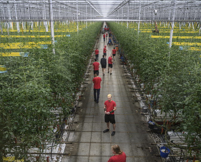 Tomatenkas van Agrocare te Middenmeer, foto gemaakt door Kadir van Lohuizen