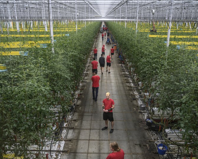 Tomatenkas van Agrocare te Middenmeer, foto gemaakt door Kadir van Lohuizen