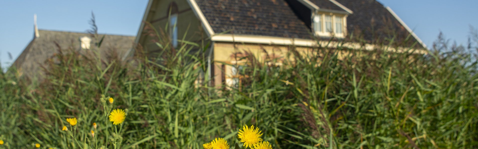 Paardenbloemen voor de museumboerderij