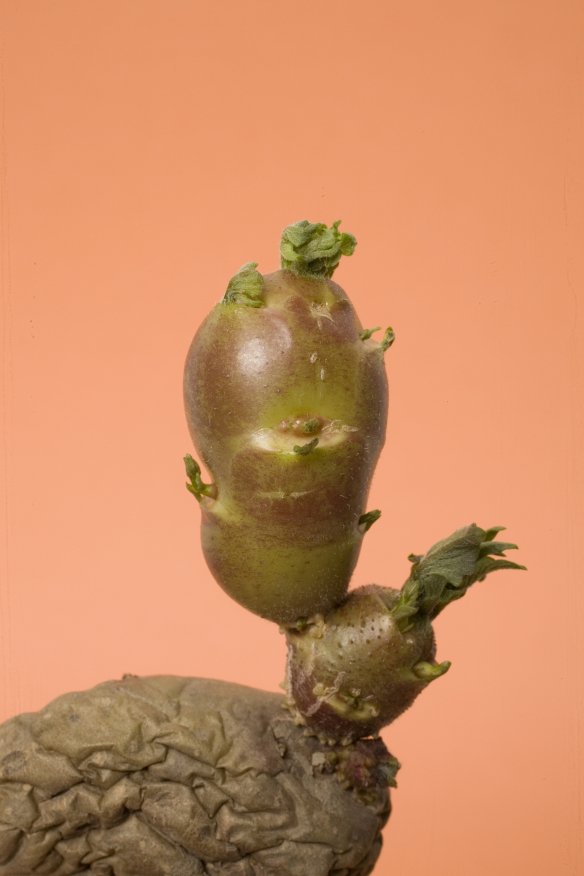 Foto door Ellen Mandemaker van een aardappel 'Lichtkiem Picasso'