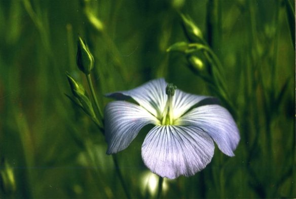Blauw vlasbloemetje