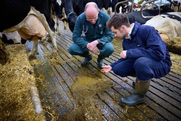Twee personen buigen zich over de ontlasting van een koe
