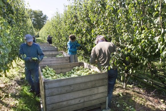 Fruittelers zijn bezig met het plukken van peren