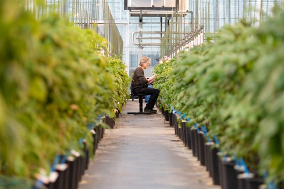 Persoon zit op een krukje tussen rijen aardappelplanten in een kas